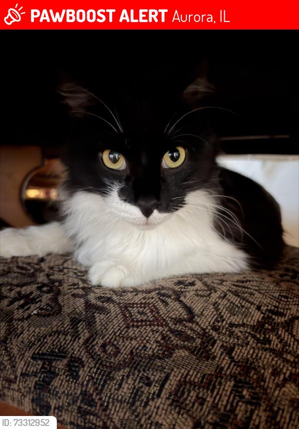 Lost Male Cat last seen Rob Roy park, Aurora, IL 60506