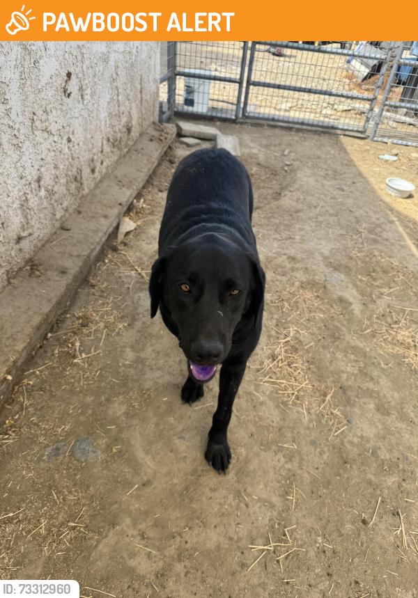Found/Stray Male Dog last seen Greenwald, Riverside County, CA 92532