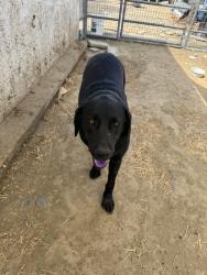 Found/Stray Male Dog last seen Greenwald, Riverside County, CA 92532
