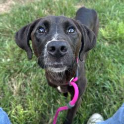 Shelter Stray Male Dog last seen , Animal Care & Control Team of Philly, 111 W Hunting Park Ave, Philadelphia, PA 19140, USA