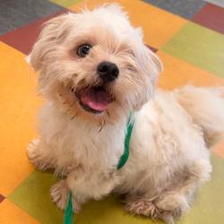 Shelter Stray Male Dog last seen , Animal Care & Control Team of Philly, 111 W Hunting Park Ave, Philadelphia, PA 19140, USA