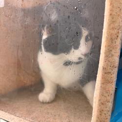 Shelter Stray Female Cat last seen , Animal Care & Control Team of Philly, 111 W Hunting Park Ave, Philadelphia, PA 19140, USA