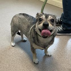Shelter Stray Female Dog last seen , 361 S Raymond Ave, Pasadena, CA 91105, USA