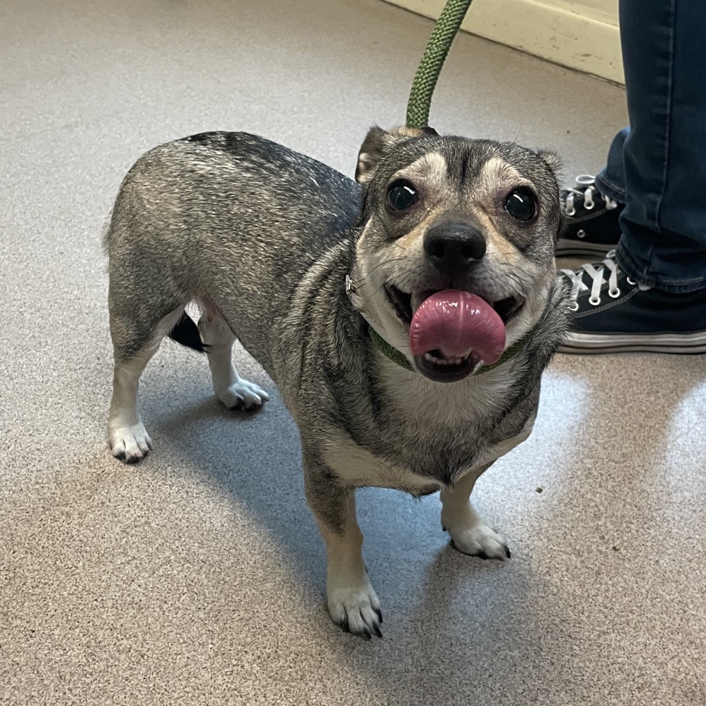 Shelter Stray Female Dog last seen , 361 S Raymond Ave, Pasadena, CA 91105, USA