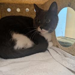 Shelter Stray Male Cat last seen , 361 S Raymond Ave, Pasadena, CA 91105, USA