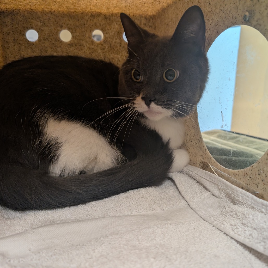 Shelter Stray Male Cat last seen , 361 S Raymond Ave, Pasadena, CA 91105, USA