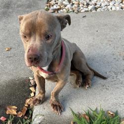 Shelter Stray Male Dog last seen , 328 Furman Hall Rd, Greenville, SC 29609, USA