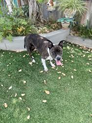 Found/Stray Female Dog last seen Marblehead Bay Dr and Moonstone Bay Br, Oceanside, CA 92057