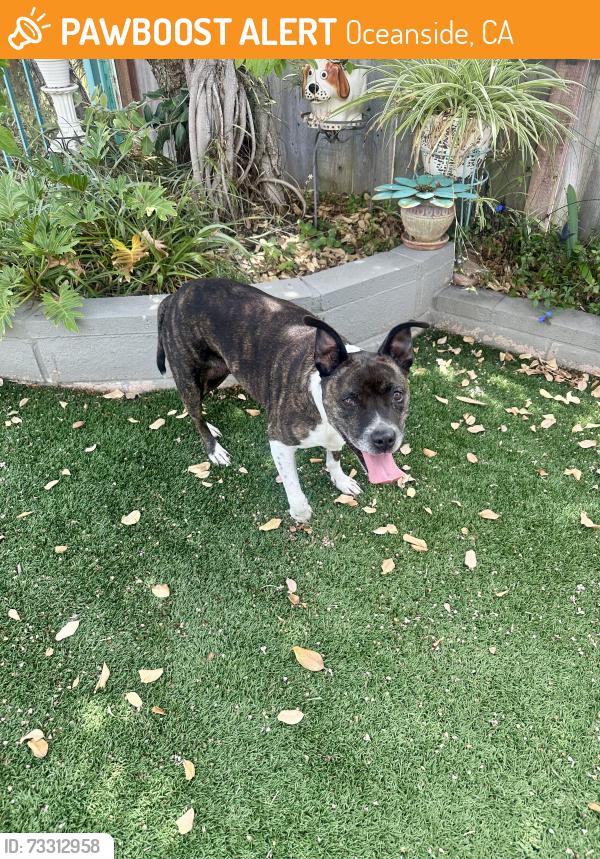 Found/Stray Female Dog last seen Marblehead Bay Dr and Moonstone Bay Br, Oceanside, CA 92057