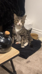 Lost Male Cat last seen NE30 1NT, Tyne and Wear, England NE30 1NT