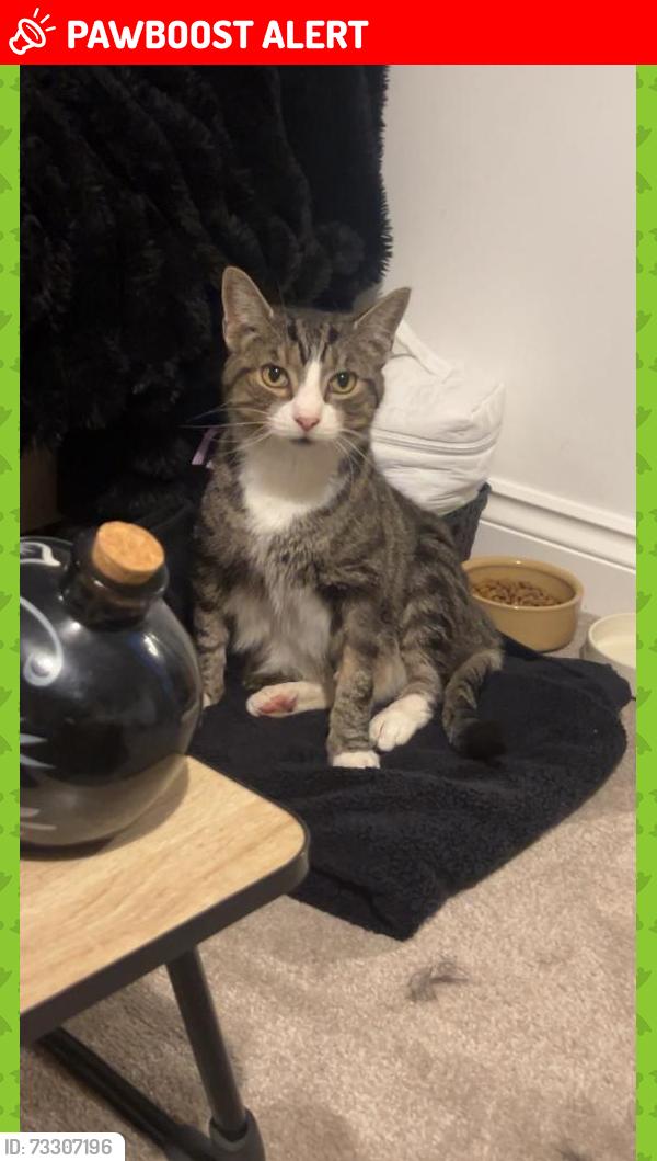 Lost Male Cat last seen NE30 1NT, Tyne and Wear, England NE30 1NT