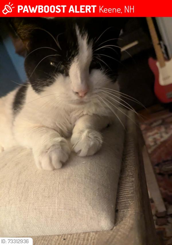 Lost Male Cat last seen Near Roxbury Street, Keene, NH, Keene, NH 03431