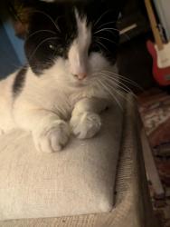 Lost Male Cat last seen Near Roxbury Street, Keene, NH, Keene, NH 03431