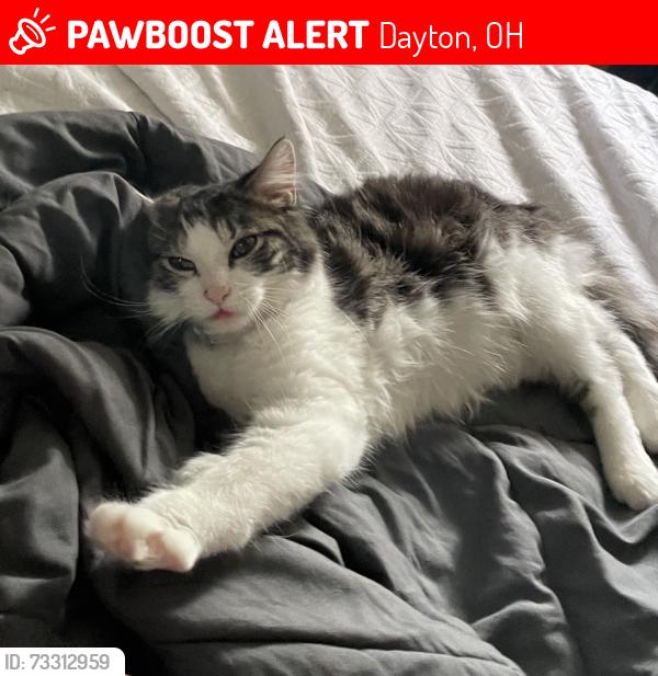 Lost Male Cat last seen Oberlin ave/ 3rd street, Dayton, OH 45417