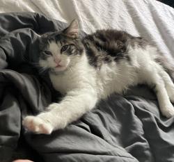 Lost Male Cat last seen Oberlin ave/ 3rd street, Dayton, OH 45417