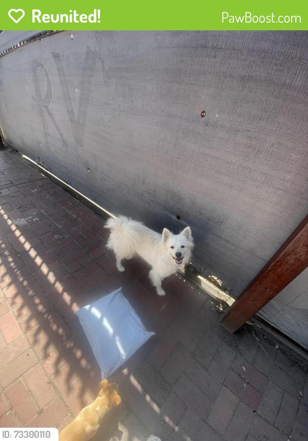 Reunited Female Dog last seen Maze Blvd and north emerald, Modesto, CA 95351