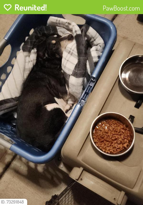 Reunited Male Dog last seen Beechmeadow and Rapid Run, Cincinnati, OH 45238