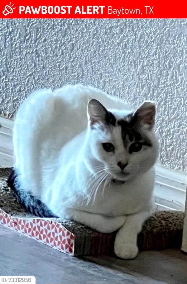 Lost Female Cat last seen Near Pinehurst st, Baytown, TX 77521