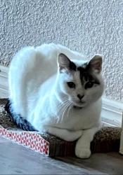 Lost Female Cat last seen Near Pinehurst st, Baytown, TX 77521