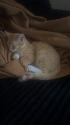 Reunited Male Cat last seen Near coachway lane, Hazelwood, MO 63042