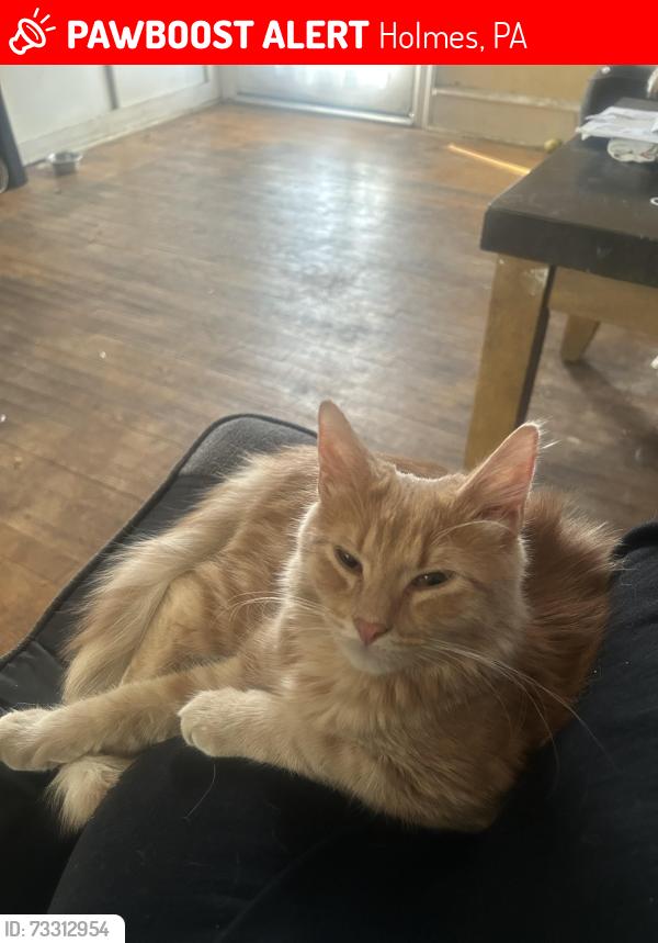 Lost Male Cat last seen McDade Boulevard and 420, Holmes, PA 19043