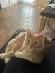 Lost Male Cat last seen McDade Boulevard and 420, Holmes, PA 19043