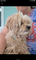 Reunited Unknown Dog last seen 13th ave n & Russell Dr. 33710, St. Petersburg, FL 33713