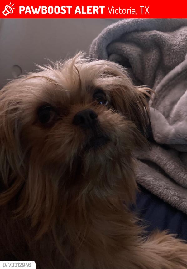 Lost Female Dog last seen Community center, Victoria, TX 77901