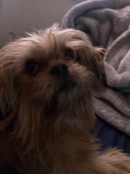 Lost Female Dog last seen Community center, Victoria, TX 77901