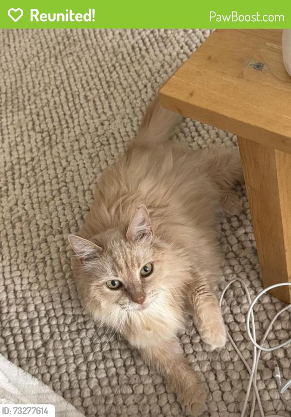 Reunited Female Cat last seen Milky Way and Orion Lane, Cupertino, CA 95014