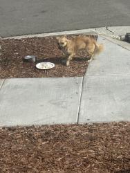 Found/Stray Unknown Dog last seen Excalibur, San Jose, CA 95116