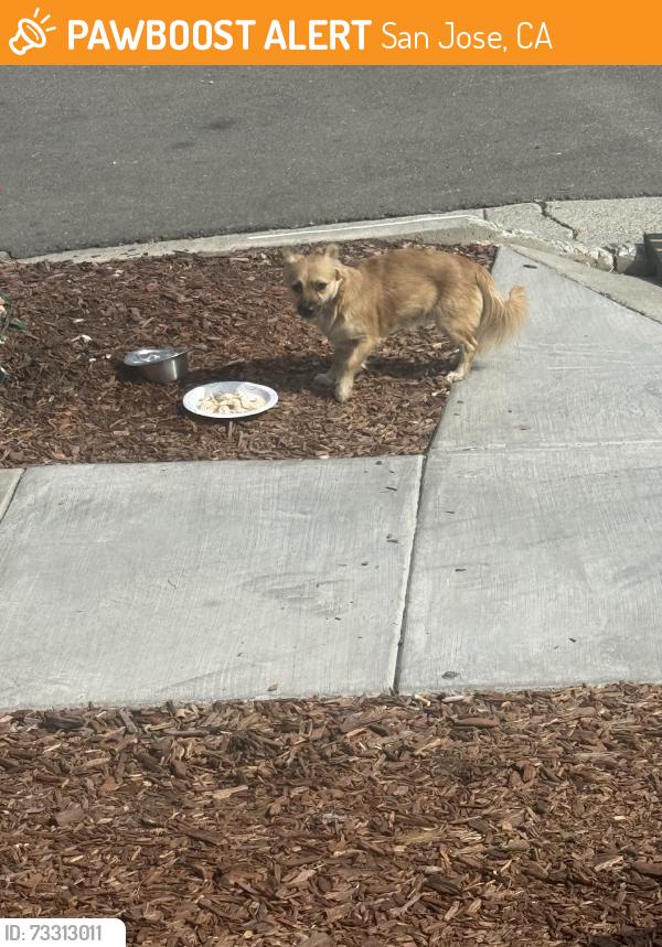 Found/Stray Unknown Dog last seen Excalibur, San Jose, CA 95116