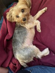 Lost Female Dog last seen Devonshire and Valley Circle, Los Angeles, CA 91311
