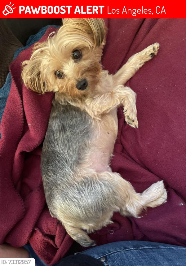 Lost Female Dog last seen Devonshire and Valley Circle, Los Angeles, CA 91311