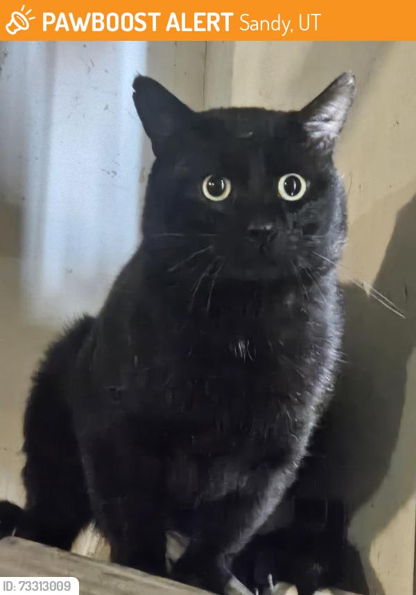 Found/Stray Unknown Cat last seen Near S, 120 E, Sandy, UT 84094