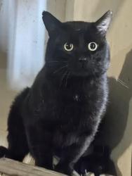 Found/Stray Unknown Cat last seen Near S, 120 E, Sandy, UT 84094