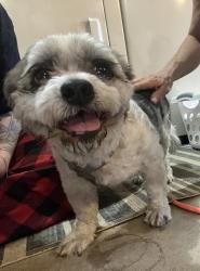 Reunited Female Dog last seen Fallon Blvd and Babcock, Palm Bay, FL 32907