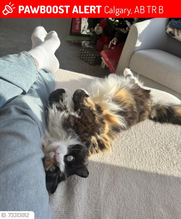 Lost Female Cat last seen Alexa lake, Calgary, AB T3R 1B9