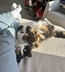 Lost Female Cat last seen Alexa lake, Calgary, AB T3R 1B9