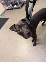 Found/Stray Male Dog last seen Crabtree creek West trail - Umstead, Raleigh, NC 27613