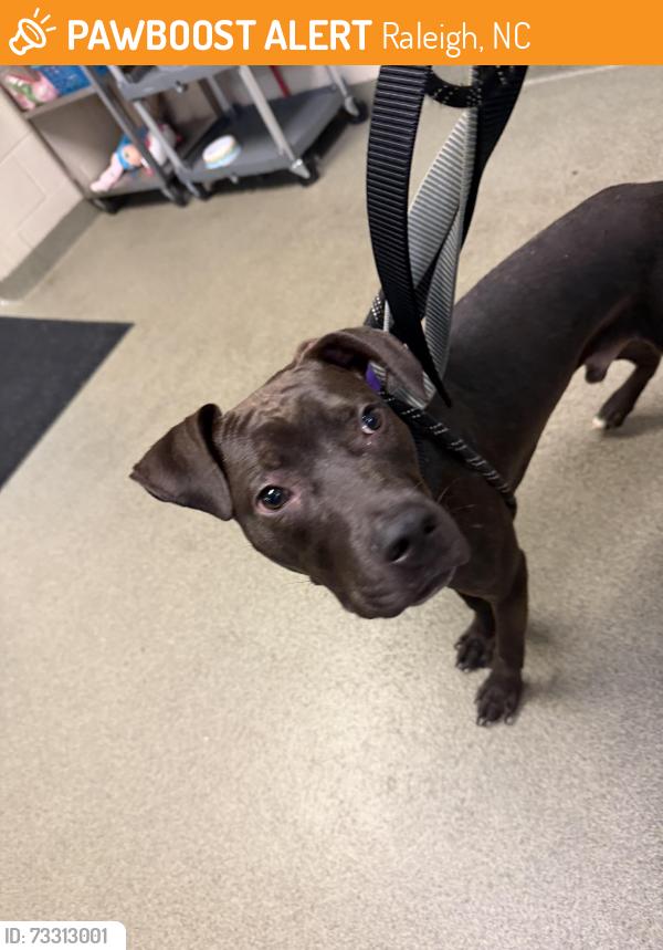 Found/Stray Male Dog last seen Crabtree creek West trail - Umstead, Raleigh, NC 27613