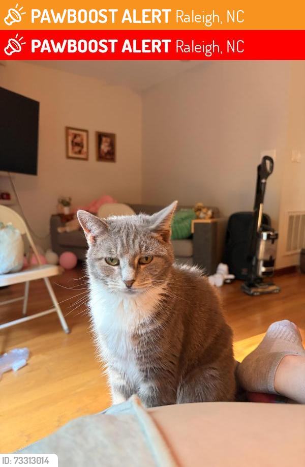 Found/Stray Female Cat last seen Avent ferry lake johnson harbour, Raleigh, NC 27606