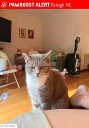 Found/Stray Female Cat last seen Avent ferry lake johnson harbour, Raleigh, NC 27606