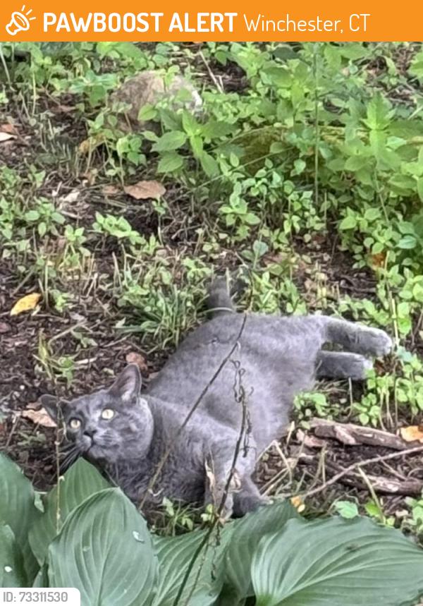 Found/Stray Male Cat last seen Around my neighborhood (contact for more info), Winchester, CT 06098