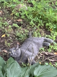Found/Stray Male Cat last seen Around my neighborhood (contact for more info), Winchester, CT 06098