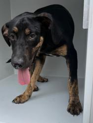 Shelter Stray Male Dog last seen Midwest City, 8485 E Reno Ave, Midwest City, OK 73110, USA