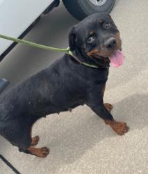 Shelter Stray Female Dog last seen Midwest City, 8485 E Reno Ave, Midwest City, OK 73110, USA