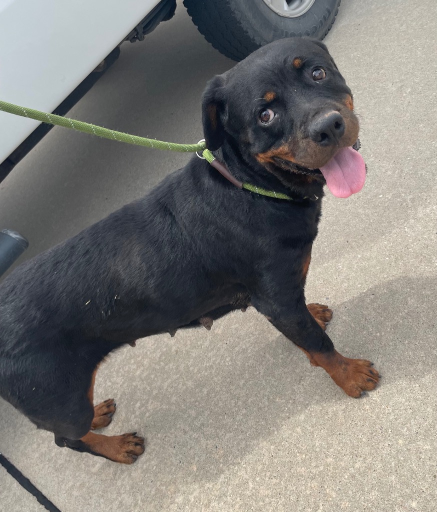 Shelter Stray Female Dog last seen Midwest City, 8485 E Reno Ave, Midwest City, OK 73110, USA