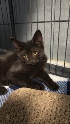 Shelter Stray Female Cat last seen , 22415 Groesbeck Hwy, Warren, MI 48089, USA