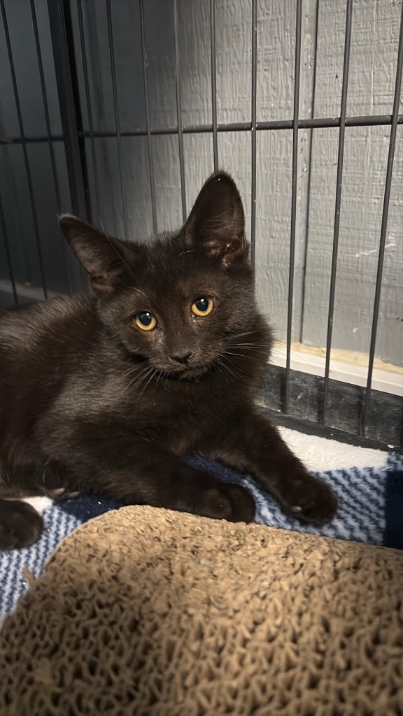 Shelter Stray Female Cat last seen , 22415 Groesbeck Hwy, Warren, MI 48089, USA